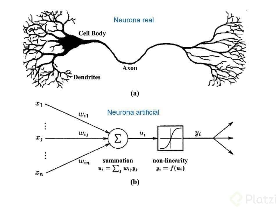 Neurona Real